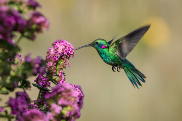 Hummingbird